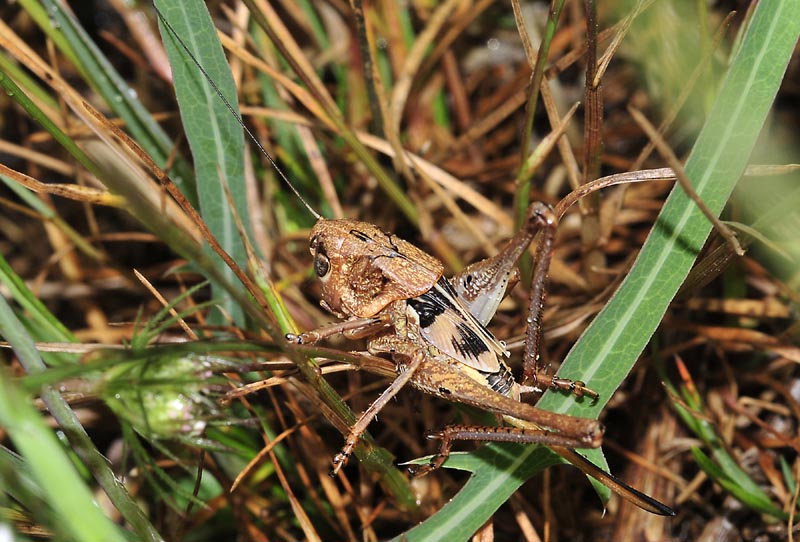 Ortottero dalla Grecia:  Decticus albifrons (Tettigoniidae)